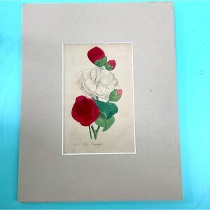 Early 19th Century Hand Painted Botanical Flowers